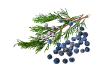 ジュニパーベリー
