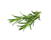 ローズマリー